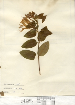 primary herbarium image