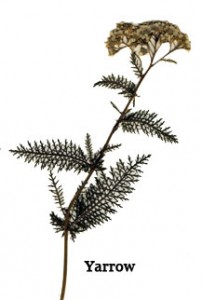 Yarrow