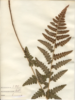 primary herbarium image