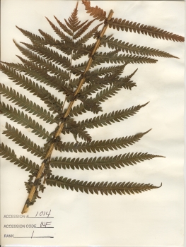 primary herbarium image