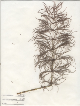 primary herbarium image