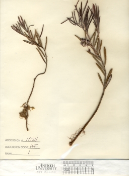primary herbarium image