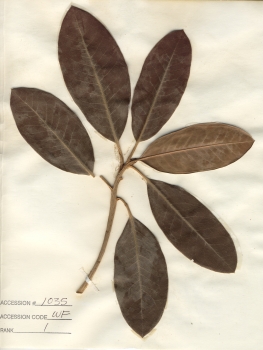 primary herbarium image