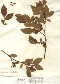 primary herbarium image