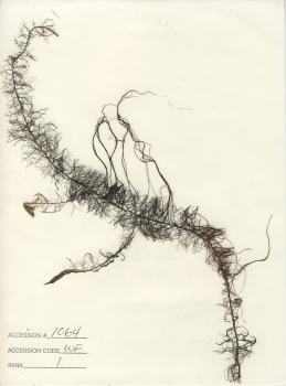 primary herbarium image