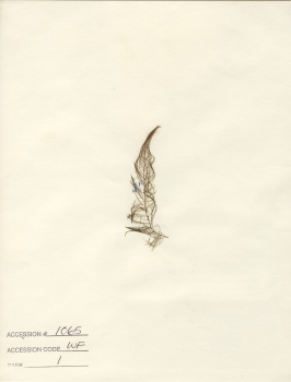 primary herbarium image