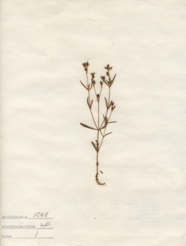 primary herbarium image