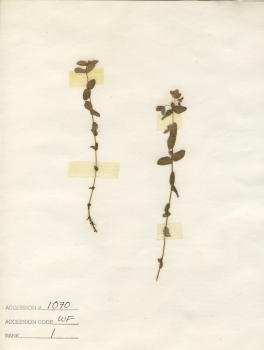 primary herbarium image