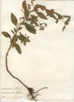 primary herbarium image
