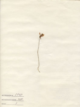 primary herbarium image