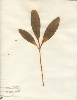 primary herbarium image
