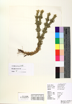 primary herbarium image