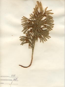 primary herbarium image
