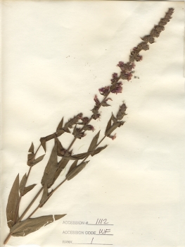 primary herbarium image
