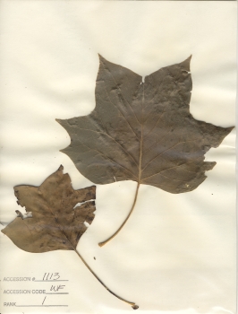 primary herbarium image