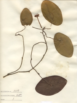 primary herbarium image