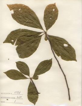 primary herbarium image