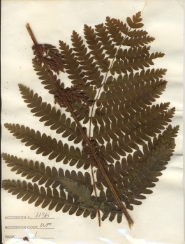 primary herbarium image