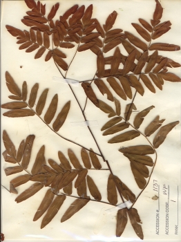 primary herbarium image