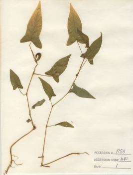 primary herbarium image