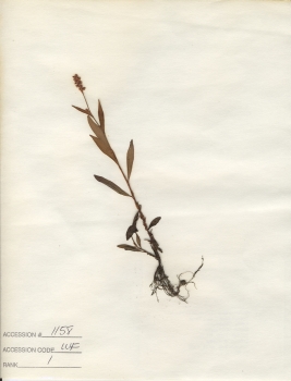 primary herbarium image