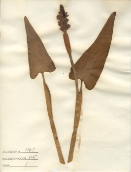 primary herbarium image