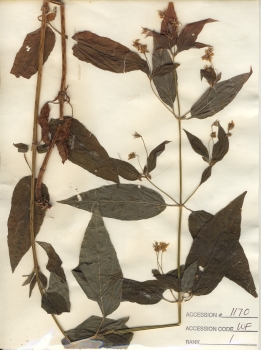 primary herbarium image