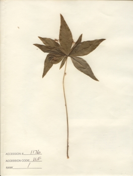 primary herbarium image