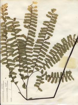 primary herbarium image