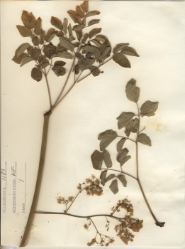 primary herbarium image