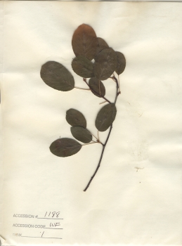 primary herbarium image