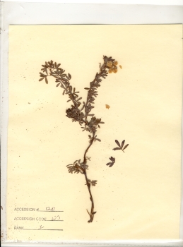 primary herbarium image