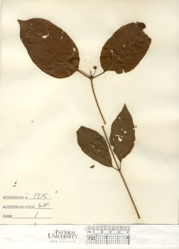primary herbarium image