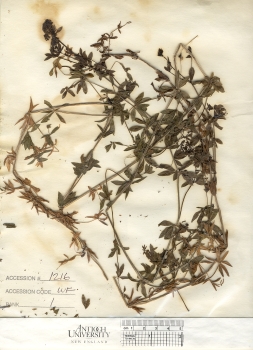 primary herbarium image