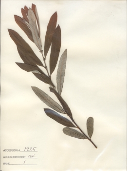primary herbarium image