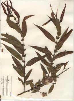 primary herbarium image