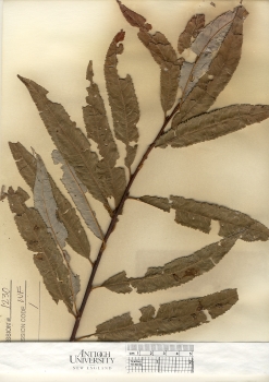 primary herbarium image