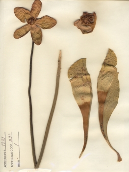 primary herbarium image