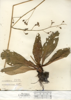 primary herbarium image