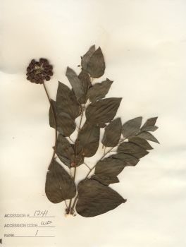primary herbarium image