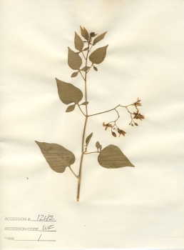 primary herbarium image