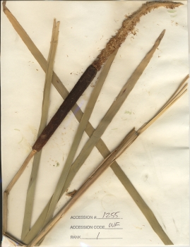 primary herbarium image
