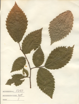 primary herbarium image