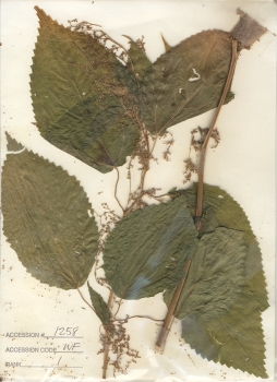primary herbarium image