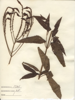 primary herbarium image