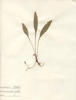 primary herbarium image