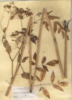 primary herbarium image