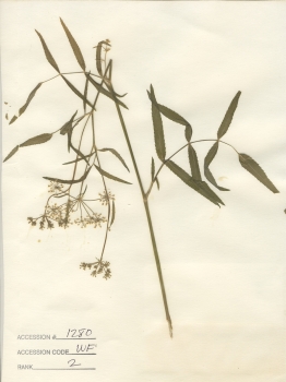primary herbarium image