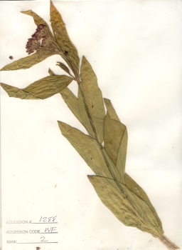 primary herbarium image