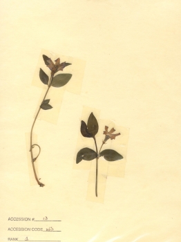 primary herbarium image